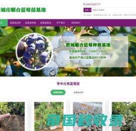 蓝莓树苗多少钱一棵|蓝莓苗价格|哪里可以买到蓝莓苗|蓝莓树 - 肥城顺合蓝莓苗种植基地